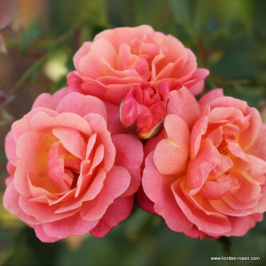 PEACH MELBA® PEACH MELBA®